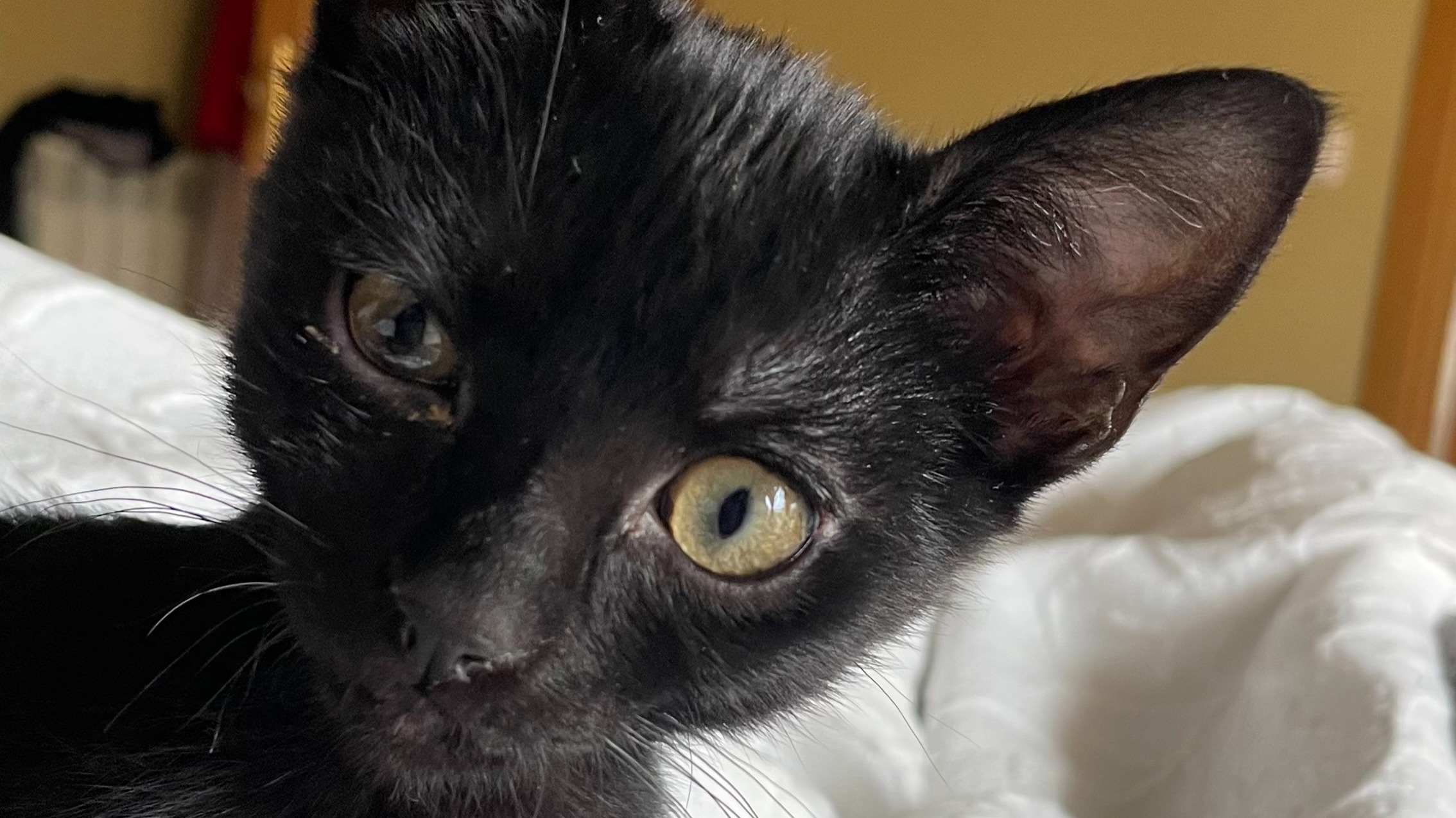 El Gato NEGRO